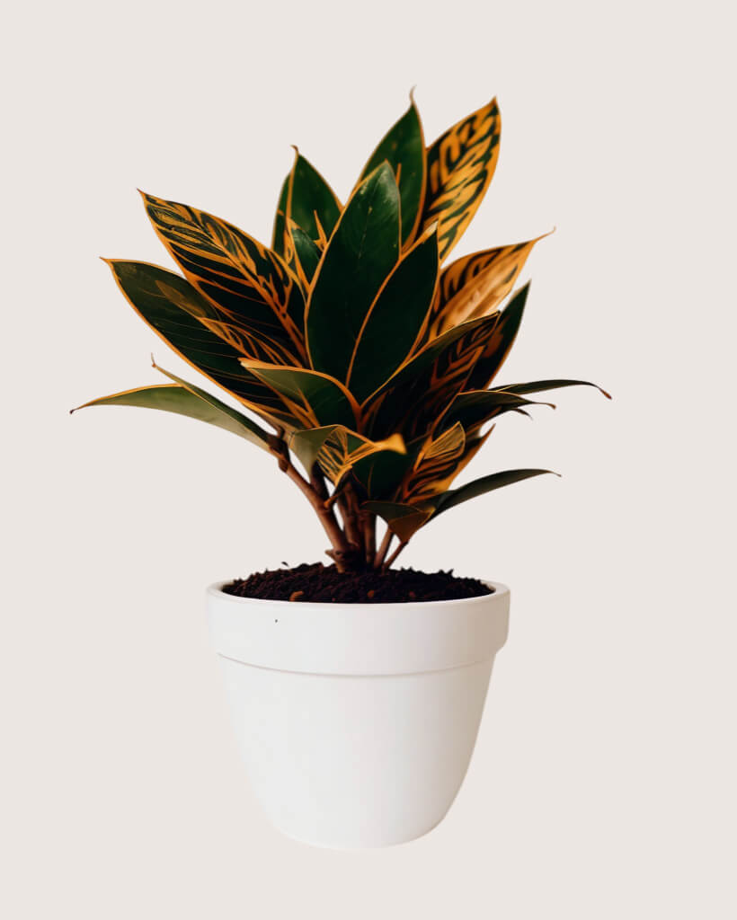 Croton Petra Houseplant