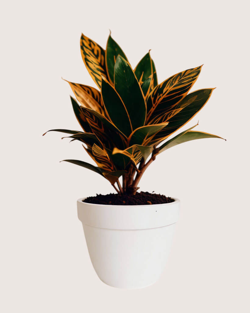 Croton Petra Houseplant