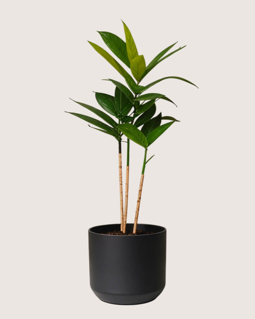 Dracaena Surculosa Plant