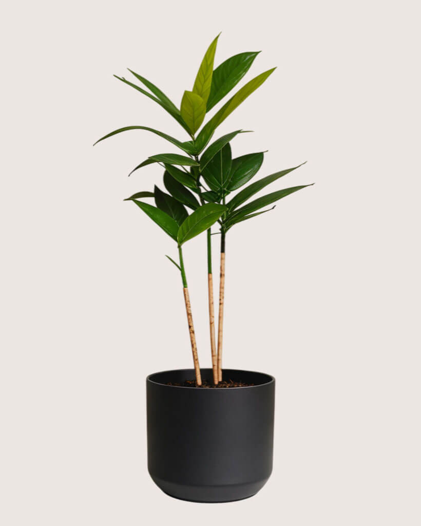 Dracaena Surculosa Plant