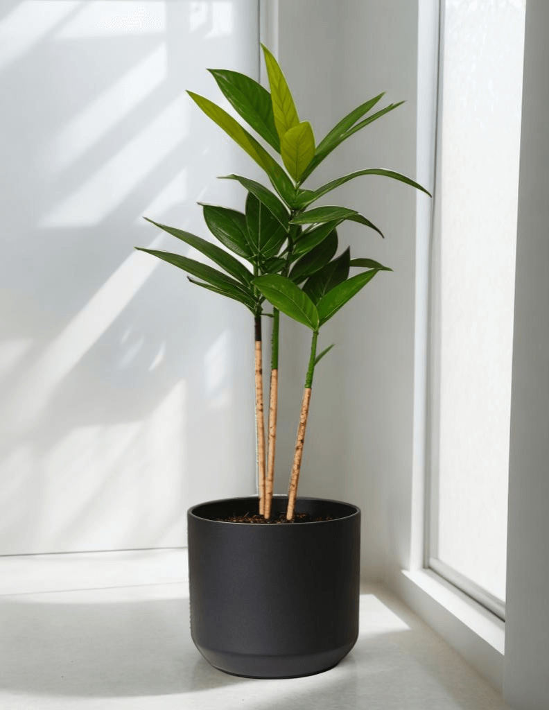 Dracaena Surculosa Plant