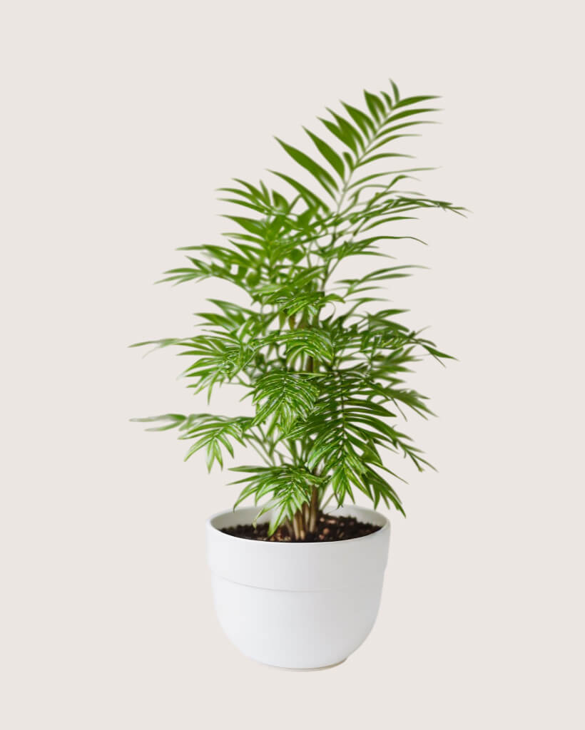 Parlor Palm Tree