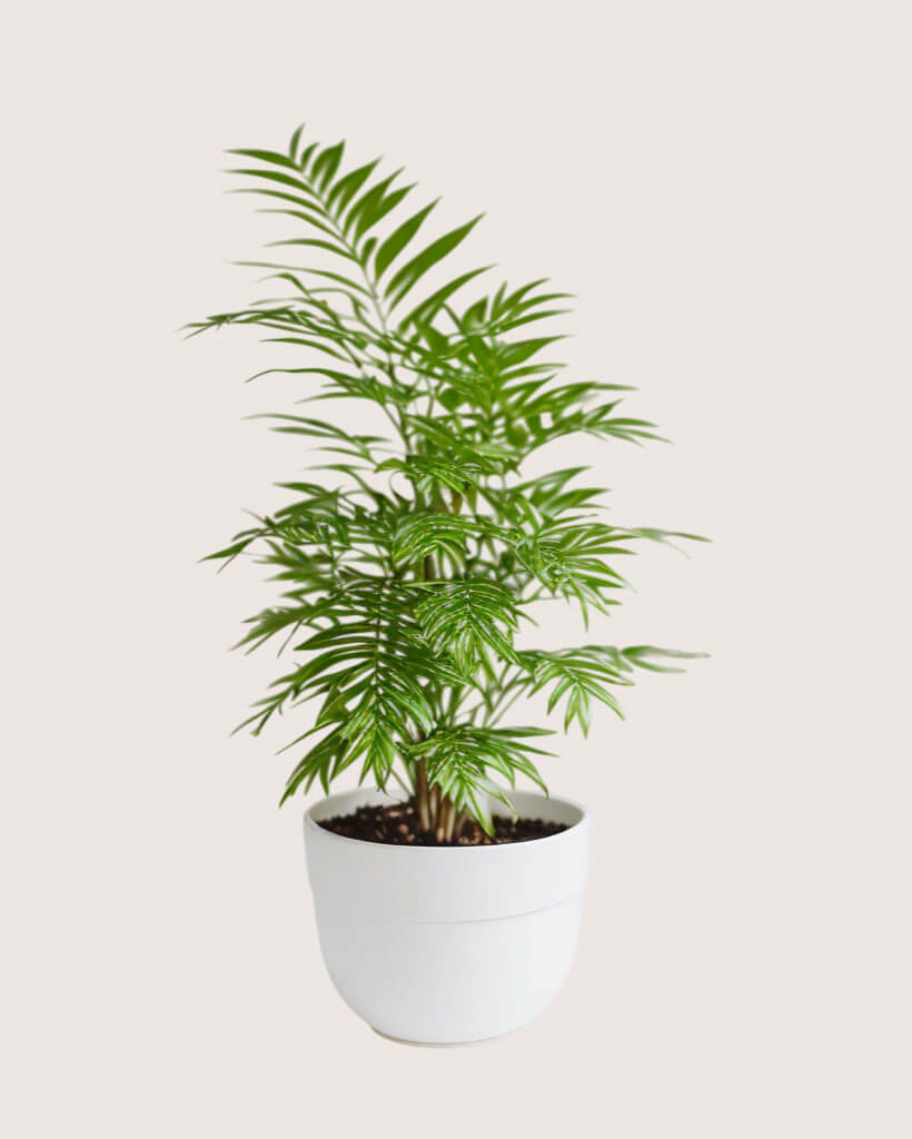 Parlor Palm Tree