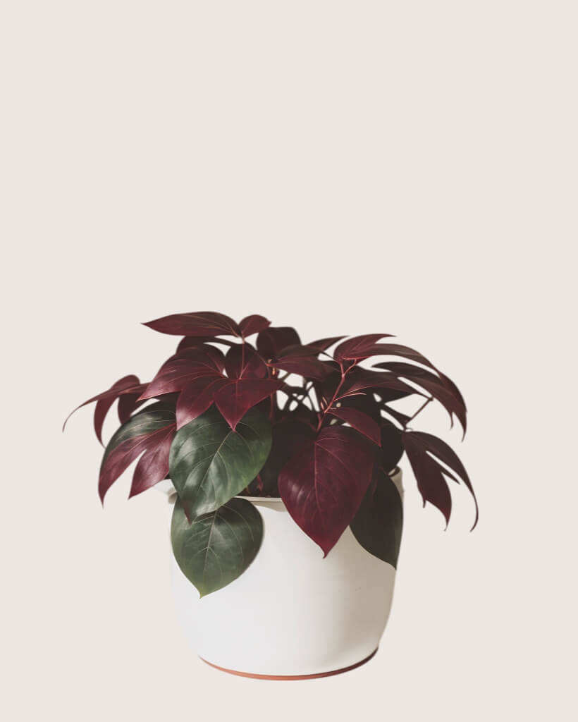 Pink Princess Philodendron