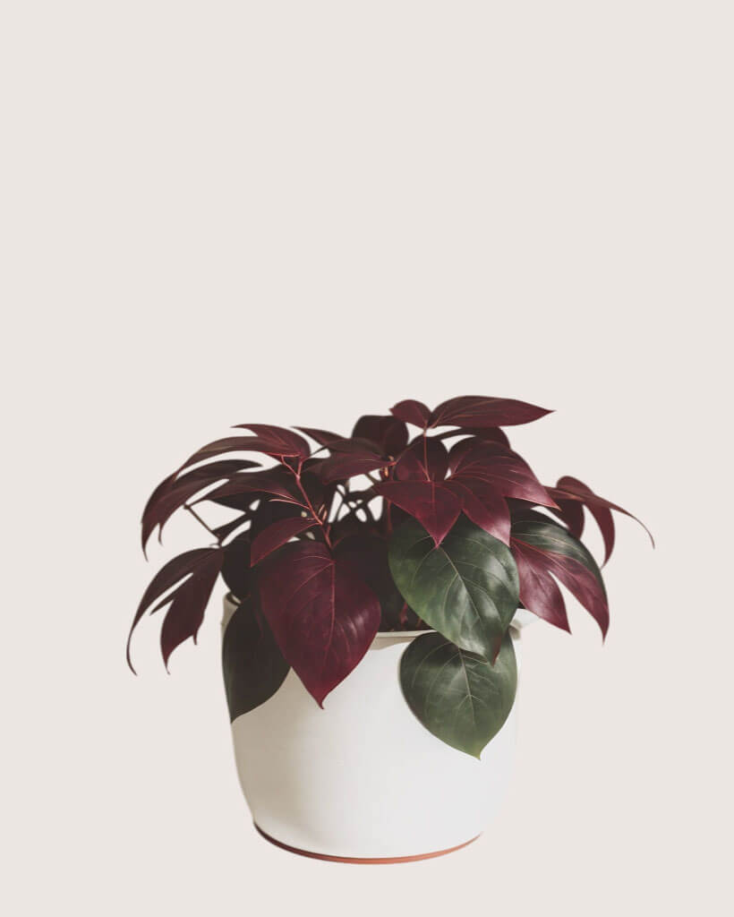 Pink Princess Philodendron